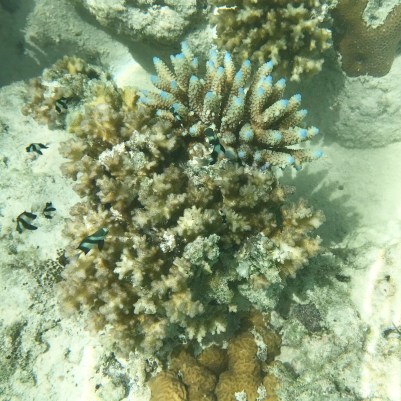 IMG_20170316_121142_289