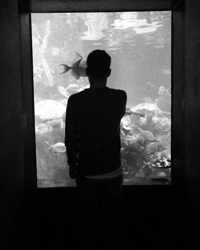 New England Aquarium